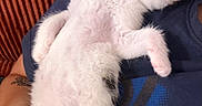 Chopper participe au concours pour gagner de l'argent avec cette photo : cat, kitten, white_cat, fluffy, sleeping, lying_down, belly_up, pink_nose, paws, whiskers, fur, pet, animal, cute, relaxed, indoors, shirt, arm, couch, striped_background