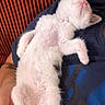 cat, kitten, white_cat, fluffy, sleeping, lying_down, belly_up, pink_nose, paws, whiskers, fur, pet, animal, cute, relaxed, indoors, shirt, arm, couch, striped_background