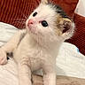 Chopper participe au concours pour gagner de l'argent avec cette photo : kitten, cat, white_fur, tabby_markings, blue_eyes, animal, pet, portrait, sitting, bed, blanket, cushion, indoors, cozy, cute, fluffy, whiskers, paws, long_ears, close_up