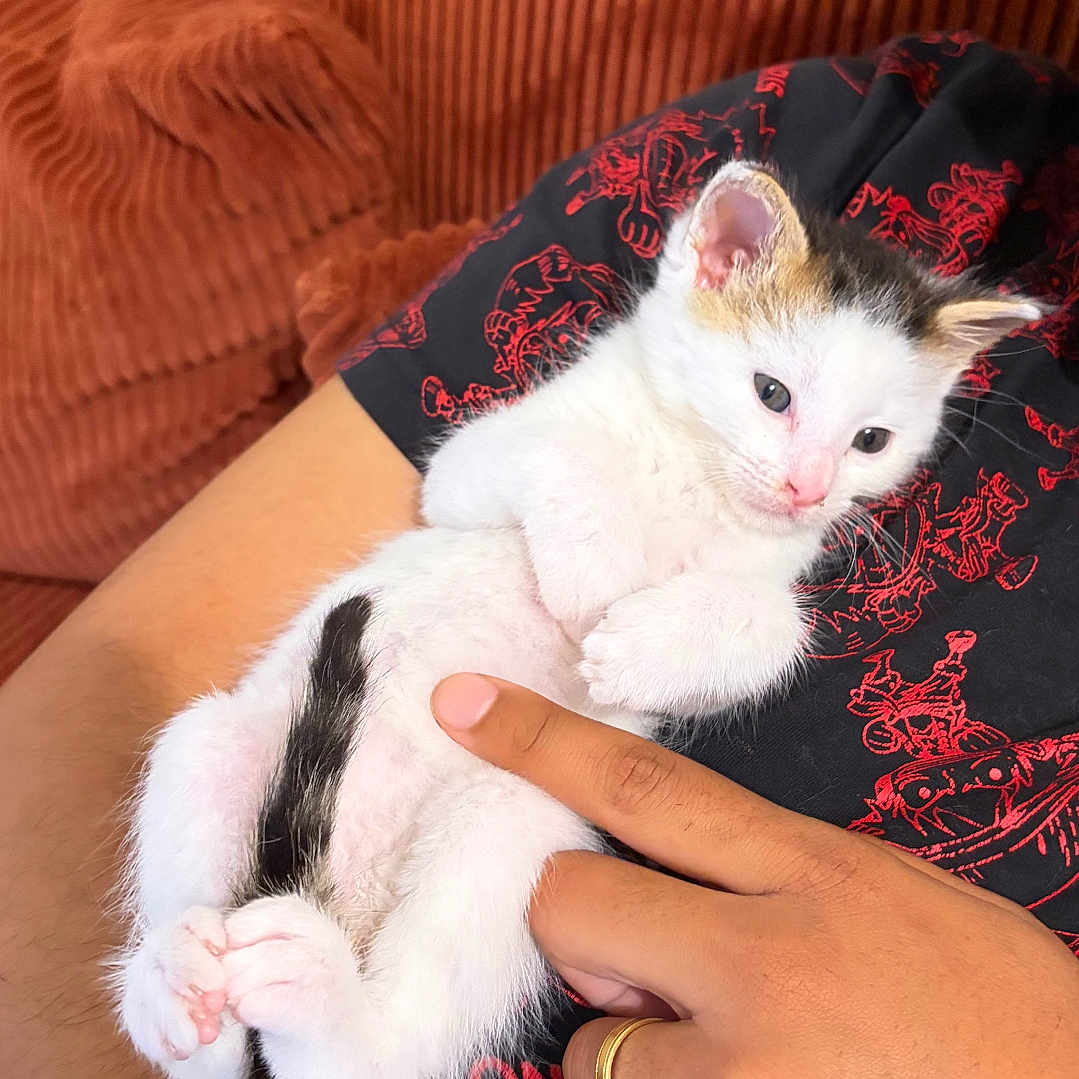 Chopper a rejoint le concours — aidez-le/la à gagner de superbes lots ! kitten, cat, white_fur, black_fur, pink_nose, blue_eyes, animal, pet, cuddling, being_held, human_hand, person, arm, ring, couch, indoor, cozy, portrait, cute, relaxed