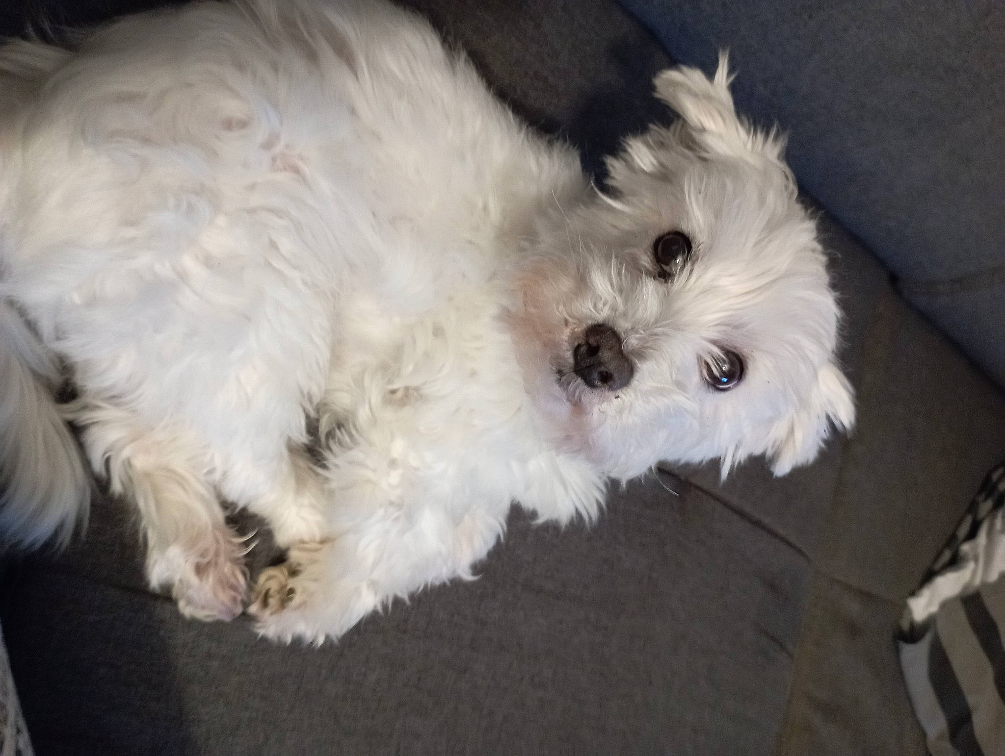 Joey a rejoint le concours — aidez-le/la à gagner de superbes lots ! canidae, carnivore, companion_dog, dog, dog_breed, fur, labradoodle, maltepoo, non_sporting_group, poodle_crossbreed, puppy, shih_poo, small_terrier, snout, sporting_group, terrier, toy_dog, water_dog, working_animal, yorkipoo