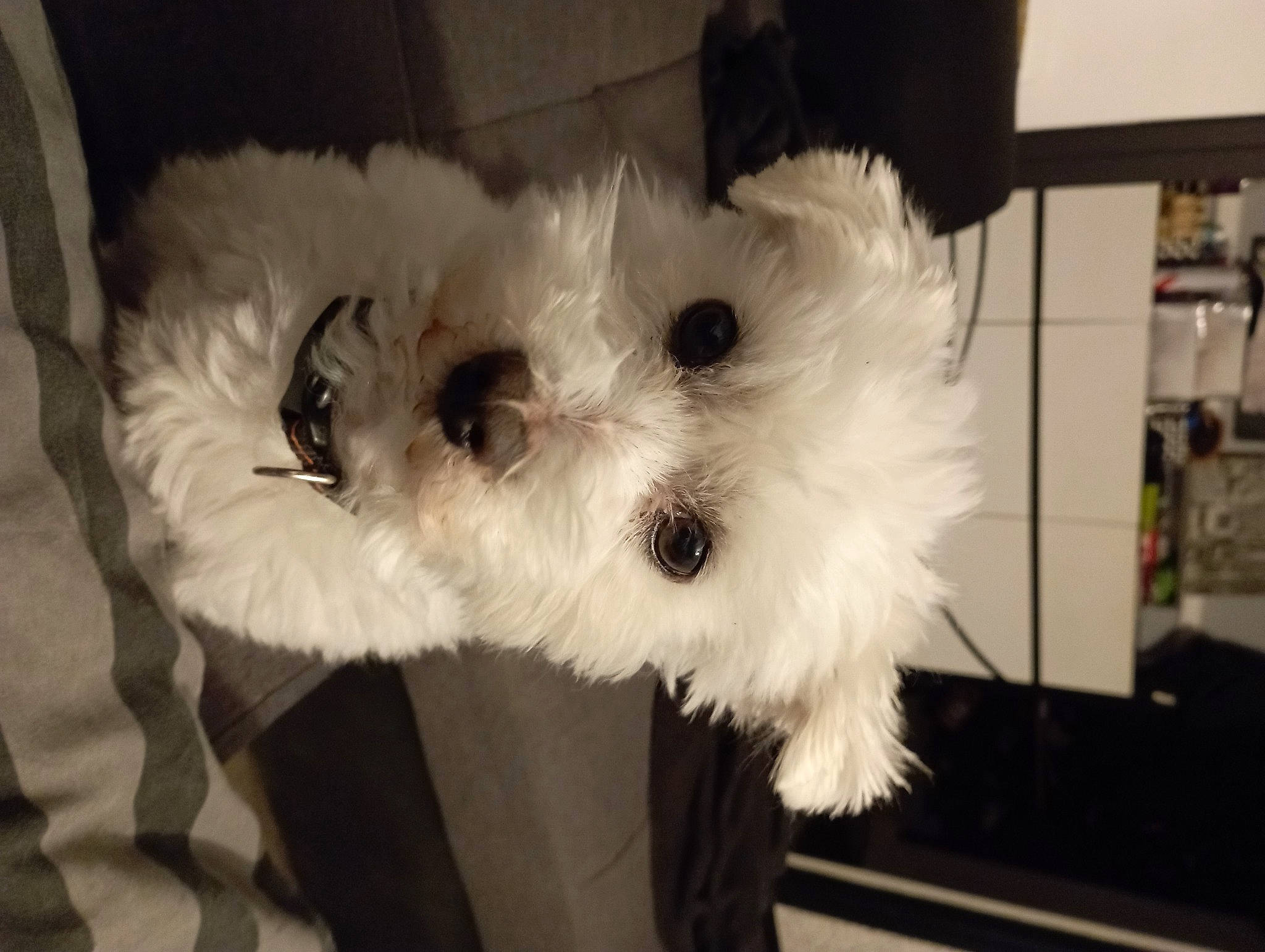 Joey a rejoint le concours — aidez-le/la à gagner de superbes lots ! bichon, canidae, carnivore, companion_dog, dog, dog_breed, fur, maltepoo, monochrome_photography, non_sporting_group, puppy, shelf, small_terrier, snout, sporting_group, terrier, toy, toy_dog, working_animal