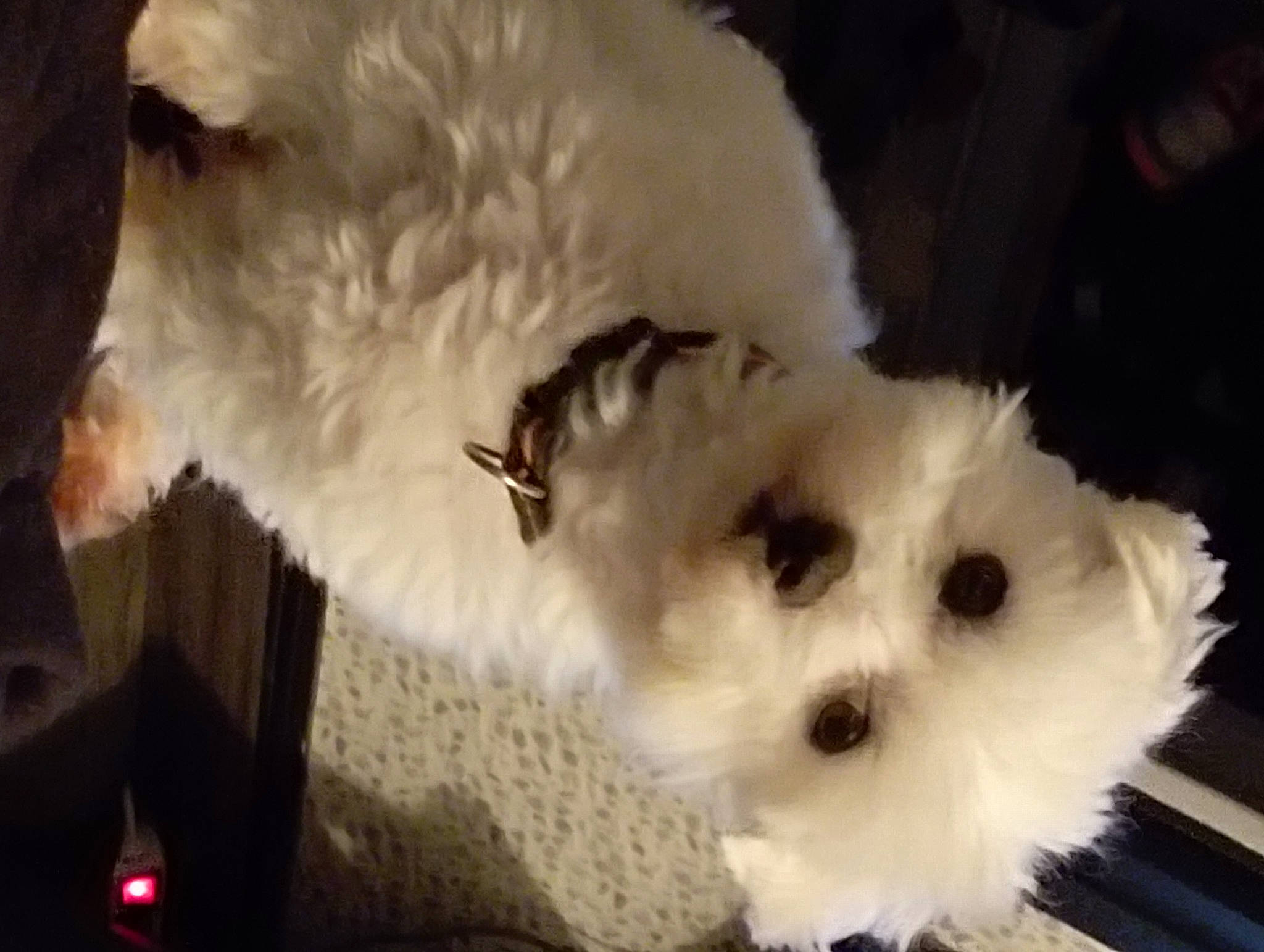 Joey a rejoint le concours — aidez-le/la à gagner de superbes lots ! canidae, carnivore, companion_dog, dog, dog_breed, fur, labradoodle, mal_shi, maltepoo, non_sporting_group, shih_poo, small_terrier, snout, sporting_group, terrier, toy_dog, water_dog, whiskers, working_animal, yorkipoo