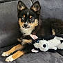 animal, black, blue_eye, brown_eye, couch, cute, dog, ears_up, fur, heterochromia, home, indoor, lying_down, pet, plush_toy, puppy, relaxed, stuffed_animal, tan, young_dog