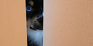 Dakota participe au concours pour gagner de l'argent avec cette photo : animal, black, brown, canine, close_up, curious, dog, door, ears, floor, indoor, narrow_gap, nose, paw, peeking, pet, wall, whiskers, white, wooden_floor