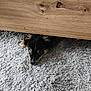 Dakota participe au concours pour gagner de l'argent avec cette photo : animal, black_fur, brown_fur, carpet, curious, cute, dog, eyes, floor, furniture, household, indoor, jar, kitchen_counter, paper, pet, puppy, texture, white_fur, wooden_cabinet