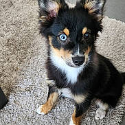 Dakota participe au concours pour gagner de l'argent avec cette photo : animal, black_fur, blue_eye, canine, carpet, cute, dog, ears, floor, fur, heterochromia, indoor, looking_up, pet, puppy, rug, sitting, tan_fur, white_fur, young_dog