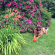 Orgos a rejoint le concours — aidez-le/la à gagner de superbes lots ! animal, basketball, bush, canine, dog, flowers, garden, german_shepherd, grass, greenery, leafy, lush, nature, outdoor, paw, pet, pink_flowers, playful, relaxed, summer
