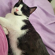 Prince joined the competition — help win amazing prizes! cat, black_and_white, sleeping, resting, pet, animal, feline, fur, cozy, blanket, purple, indoor, cute, relaxed, whiskers, paw, soft, domestic_cat, lying_down, comfort