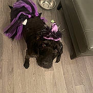 Benson joined the competition — help win amazing prizes! dog, black_dog, costume, tutu, witch_hat, purple, black, pet, floor, wooden_floor, water_bowl, couch, indoor, looking_up, cute, animal, fur, ears, eyes, decor