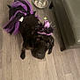 dog, black_dog, costume, tutu, witch_hat, purple, black, pet, floor, wooden_floor, water_bowl, couch, indoor, looking_up, cute, animal, fur, ears, eyes, decor
