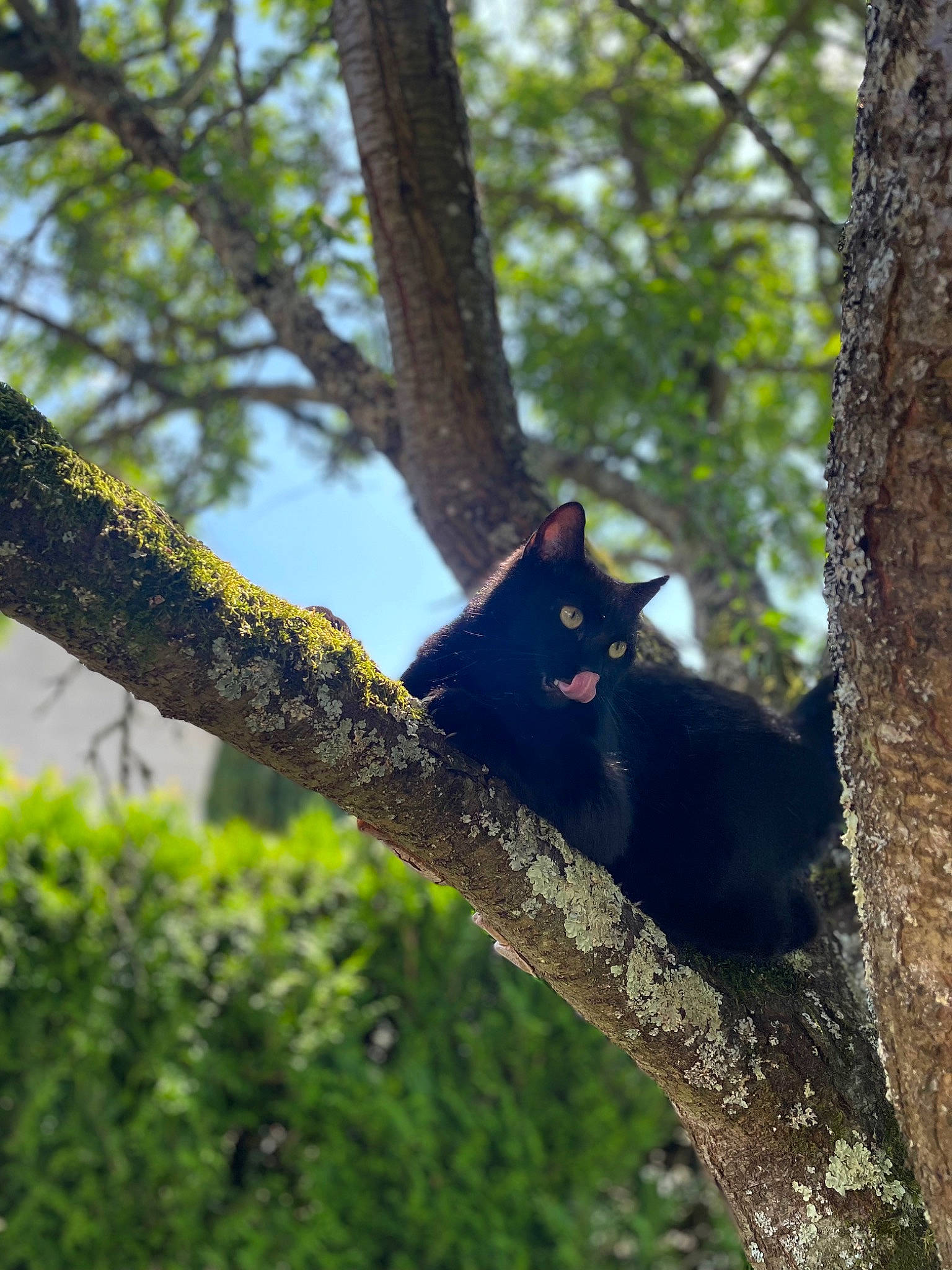 Ninja a rejoint le concours — aidez-le/la à gagner de superbes lots ! branch, carnivore, deciduous, felidae, fox_squirrel, fur, plant, rodent, small_to_medium_sized_cats, snout, squirrel, tail, terrestrial_animal, tints_and_shades, tree, trunk, twig, whiskers, wildlife, wood
