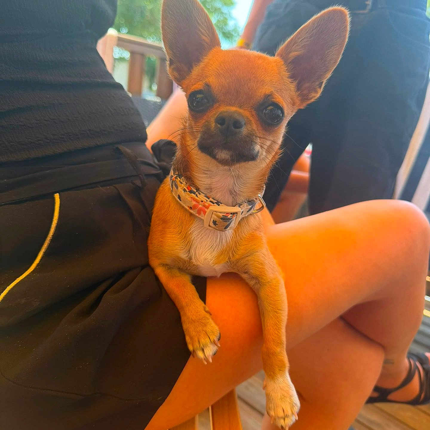 Pastel participe au concours pour gagner de l'argent avec cette photo : dog, chihuahua, pet, animal, small_dog, outdoor, summer, sunlight, person, human_leg, black_clothing, wooden_bench, collar, ears, cute, lap, casual, greenery, blurred_background, relaxing