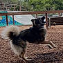 Chanel is registered to the contest to win money with this photo: dog, jumping, ball, park, outdoor, trees, wood_chips, fence, playful, fluffy_tail, graffiti, canine, active, nature, pet, animal, skate_park, attention, excited, daytime