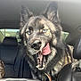 dog, car, blue_eyes, tongue_out, yawning, pet, animal, interior, leash, seat, headrest, fur, canine, vehicle, backseat, playful, closeup, expression, two_dogs, muzzle
