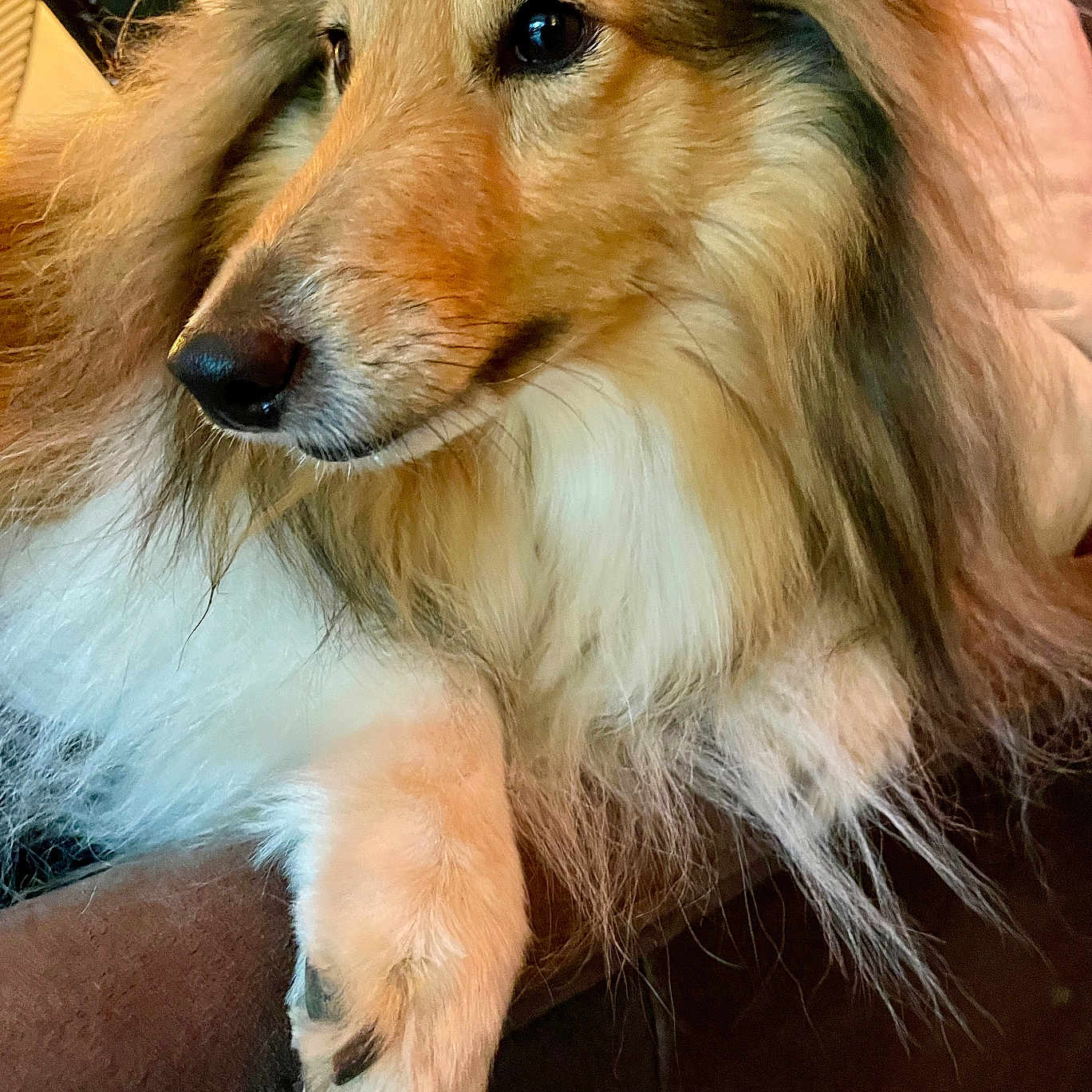 Rhapsody a rejoint le concours — aidez-le/la à gagner de superbes lots ! dog, shetland_sheepdog, pet, fluffy, fur, indoor, couch, paw, closeup, portrait, animal, canine, relaxed, side_view, warm_lighting, cozy, domestic, companion, furry, beautiful