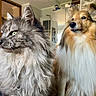 cat, dog, fluffy, long_hair, pet, domestic_animal, bed, indoor, furniture, portrait, animal_face, looking_away, cozy, house, room, fur, companion, cute, relaxed, animal_pair