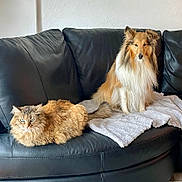 Rhapsody a rejoint le concours — aidez-le/la à gagner de superbes lots ! cat, dog, couch, leather, blanket, pet, fur, indoor, animal, domestic, fluffy, relaxed, seated, companion, feline, canine, resting, cozy, household, portrait