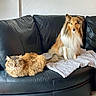 cat, dog, couch, leather, blanket, pet, fur, indoor, animal, domestic, fluffy, relaxed, seated, companion, feline, canine, resting, cozy, household, portrait