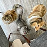 Rhapsody participe au concours pour gagner de l'argent avec cette photo : cat, dog, wooden_floor, pets, fluffy, looking_up, grey_cat, golden_brown_dog, curious, indoor, furniture_legs, playful, tongue_out, two_cats, animal_trio, cozy, home, flooring, domestic_animals, top_view
