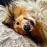 Rhapsody participe au concours pour gagner de l'argent avec cette photo : dog, fluffy, smile, teeth, fur, nose, blanket, lying_down, close_up, pet, canine, cute, playful, mischievous, brown, white, soft_texture, indoors, portrait, animal
