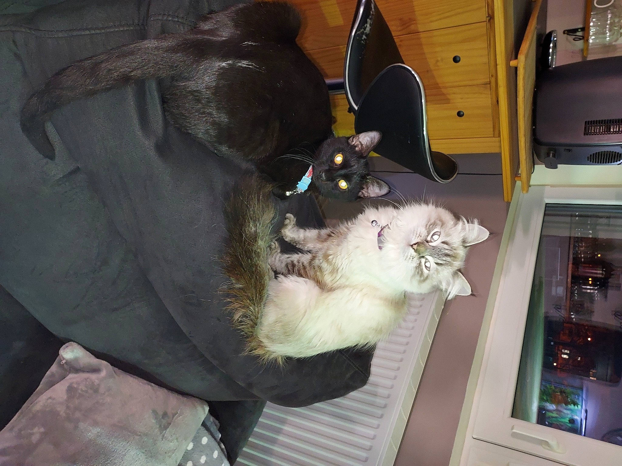 Ozzi a rejoint le concours — aidez-le/la à gagner de superbes lots ! carnivore, cat, comfort, companion_dog, dog_breed, domestic_short_haired_cat, felidae, fur, lap, machine, room, small_to_medium_sized_cats, stuffed_toy, tail, toy, vehicle_door, whiskers