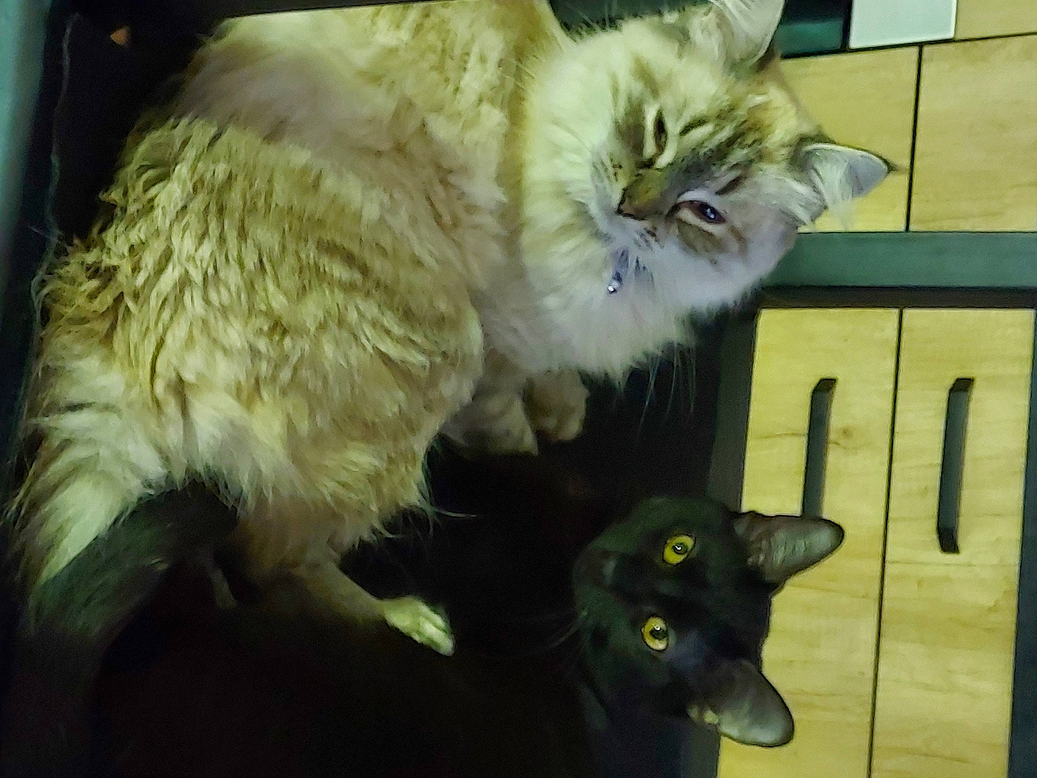 Ozzi participe au concours pour gagner de l'argent avec cette photo : bombay, carnivore, cat, chair, claw, domestic_short_haired_cat, event, felidae, fur, mammal, paw, photo_caption, small_to_medium_sized_cats, snout, tail, terrestrial_animal, vertebrate, whiskers, window, yellow