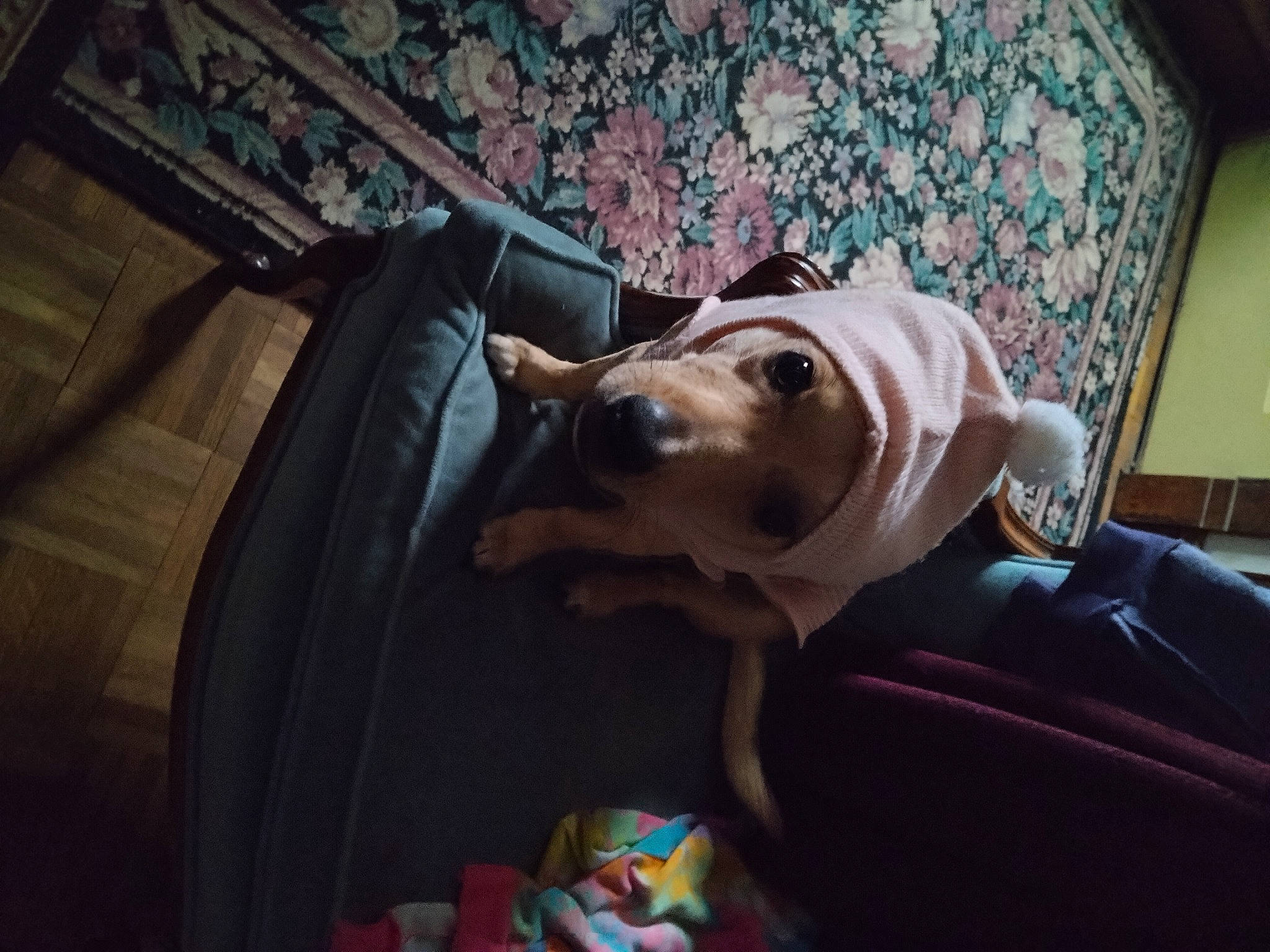 Lia joined the competition — help win amazing prizes! canidae, comfort, companion_dog, couch, darkness, dog, dog_breed, dog_supply, fawn, fictional_character, guard_dog, non_sporting_group, personal_protective_equipment, room, sitting, snout, toy_dog, whiskers, working_animal