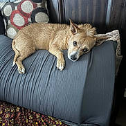 Lulubell Lemon is registered to the contest to win money with this photo: animal, blanket, canine, couch, cushion, dog, dogbed, furniture, homedecor, indoors, interiordesign, linen, person, pet, pillow, puppy, sleeping
