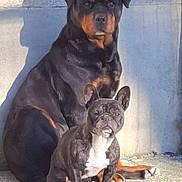 Patate a rejoint le concours — aidez-le/la à gagner de superbes lots ! animal, bostonbull, boxer, bulldog, canine, dog, frenchbulldog, hound, pet, pitbull, pug, puppy, snout