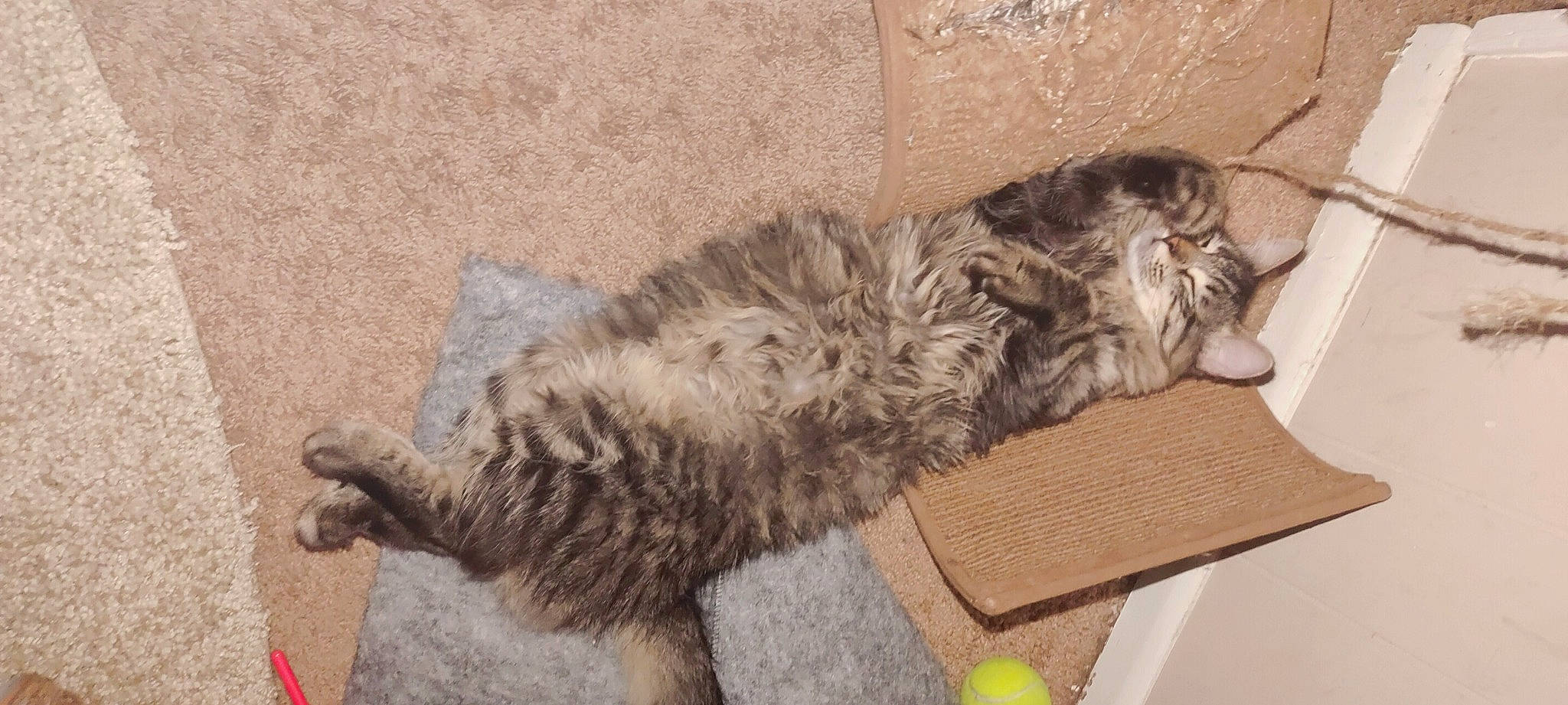 Baby Gizmo joined the competition — help win amazing prizes! british_longhair, carnivore, cat, claw, comfort, dog_breed, domestic_short_haired_cat, fawn, felidae, flooring, fur, nap, paw, small_to_medium_sized_cats, sporting_group, tail, tennis_ball, terrestrial_animal, vertebrate, whiskers