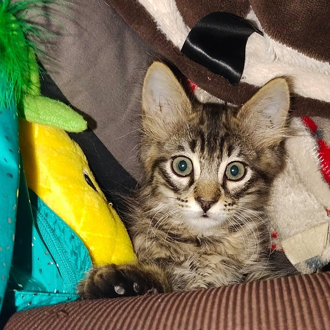 Baby Gizmo is registered to the contest to win money with this photo: box, carnivore, cat, comfort, domestic_short_haired_cat, fashion_accessory, felidae, fur, paw, photo_caption, small_to_medium_sized_cats, snout, tail, whiskers