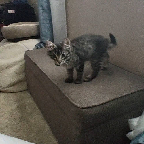 Baby Gizmo is registered to the contest to win money with this photo: automotive_tire, carnivore, cat, comfort, couch, domestic_short_haired_cat, felidae, flooring, fur, grey, hardwood, metal, monochrome_photography, paw, room, small_to_medium_sized_cats, snout, tail, terrestrial_animal, whiskers