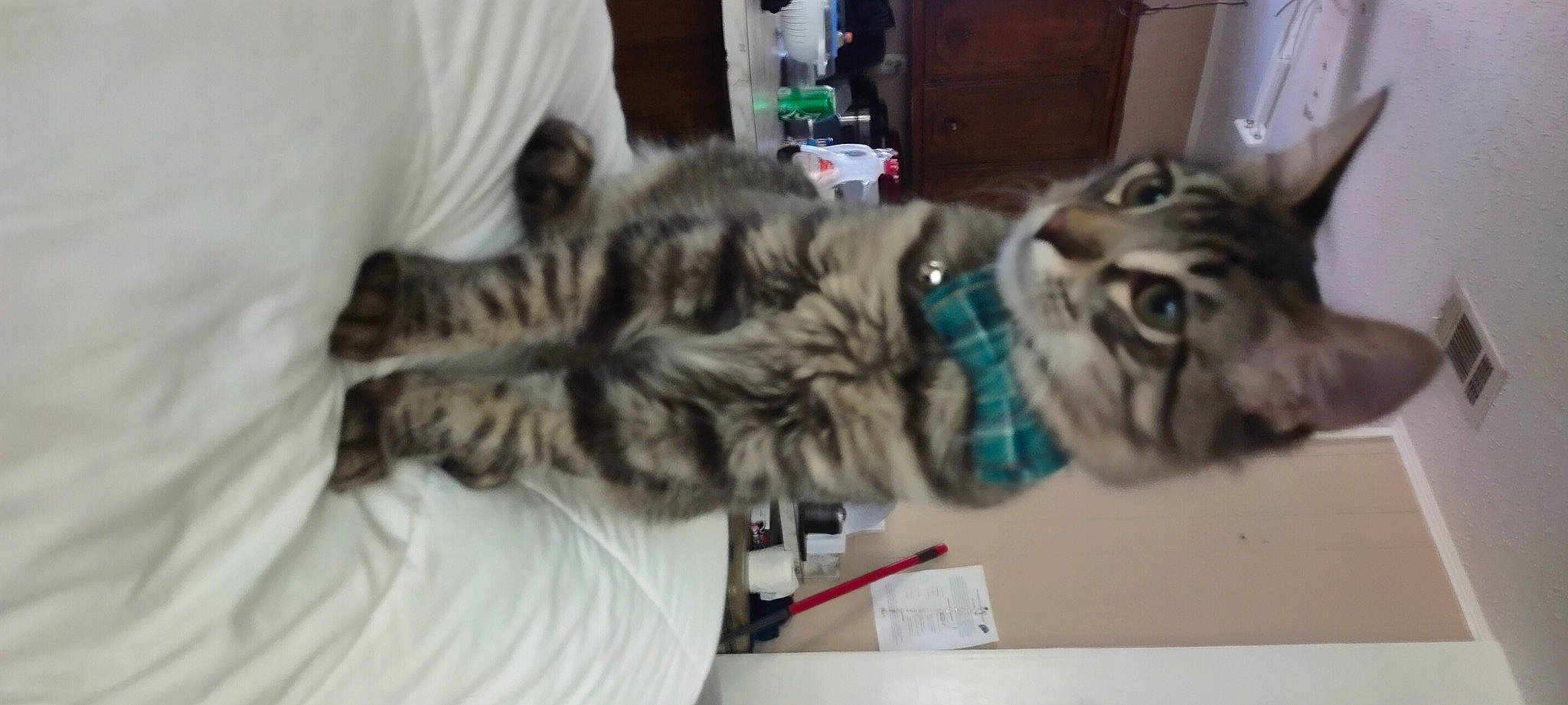 Baby Gizmo joined the competition — help win amazing prizes! big_cats, carnivore, cat, claw, comfort, domestic_short_haired_cat, felidae, fur, grey, natural_material, paw, small_to_medium_sized_cats, snout, tail, terrestrial_animal, whiskers