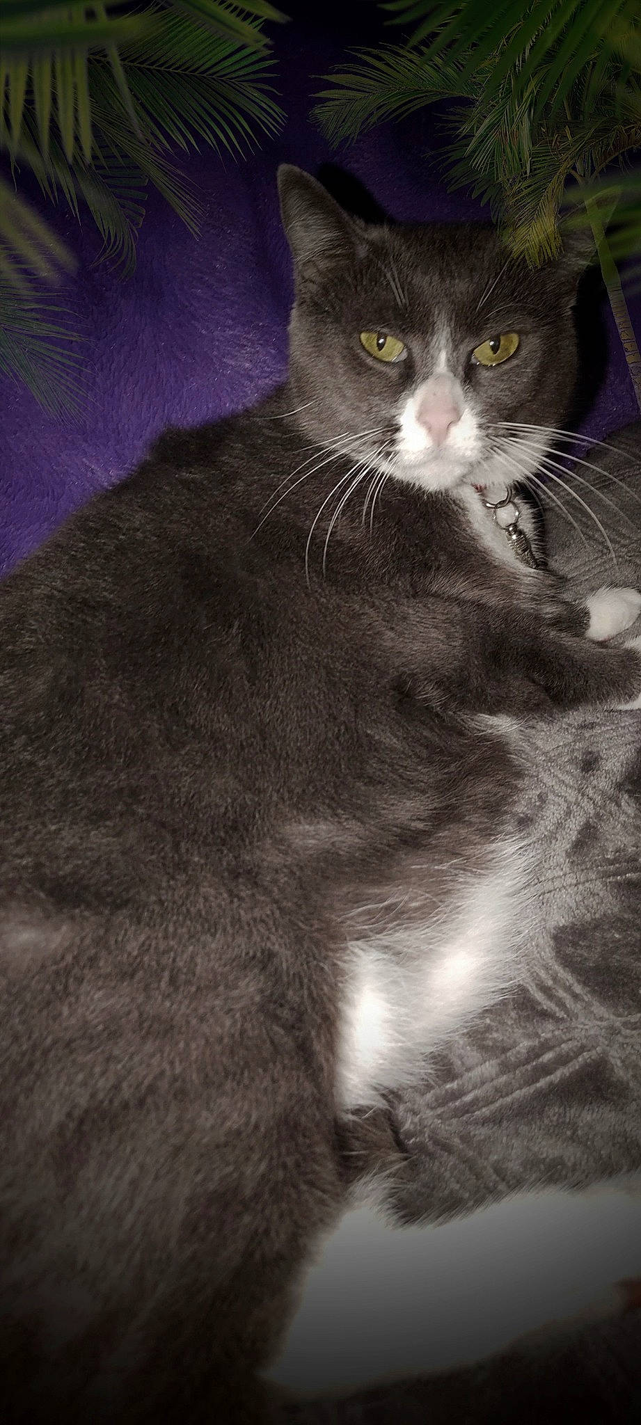 Baby is registered to the contest to win money with this photo: carnivore, cat, domestic_short_haired_cat, eye, felidae, fur, grey, iris, monochrome, monochrome_photography, paw, photo_caption, small_to_medium_sized_cats, snout, tail, terrestrial_animal, whiskers, window