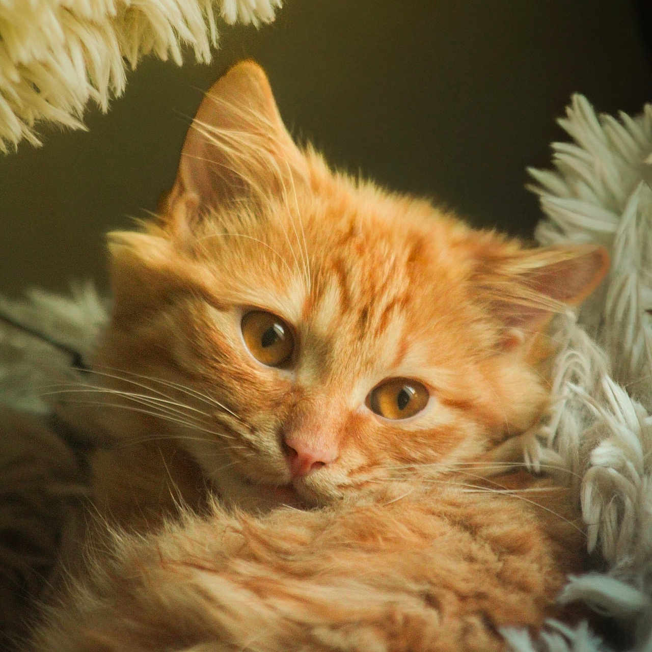 Naruto participe au concours pour gagner de l'argent avec cette photo : animal, blanket, cat, closeup, comfortable, cozy, cute, ears, eyes, fluffy, fur, indoor, orange_cat, pet, portrait, relaxed, sleepy, soft, tabby, whiskers