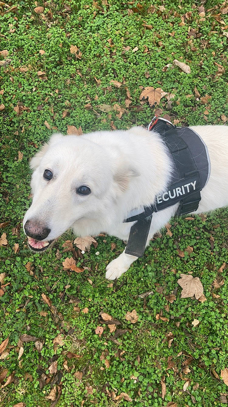 Gina participe au concours pour gagner de l'argent avec cette photo : canidae, carnivore, collar, companion_dog, dog, dog_breed, dog_collar, dog_supply, grass, groundcover, hunting_dog, lawn, leash, mammal, pet_supply, plastic, snout, sporting_group, working_animal, working_dog