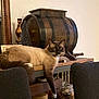 cat, siamese_cat, furniture, wooden_shelf, indoor, decor, vintage, barrel, relaxed, paw, dangling, brown, beige, mirror, glass_jar, background, cozy, rustic, animal, pet