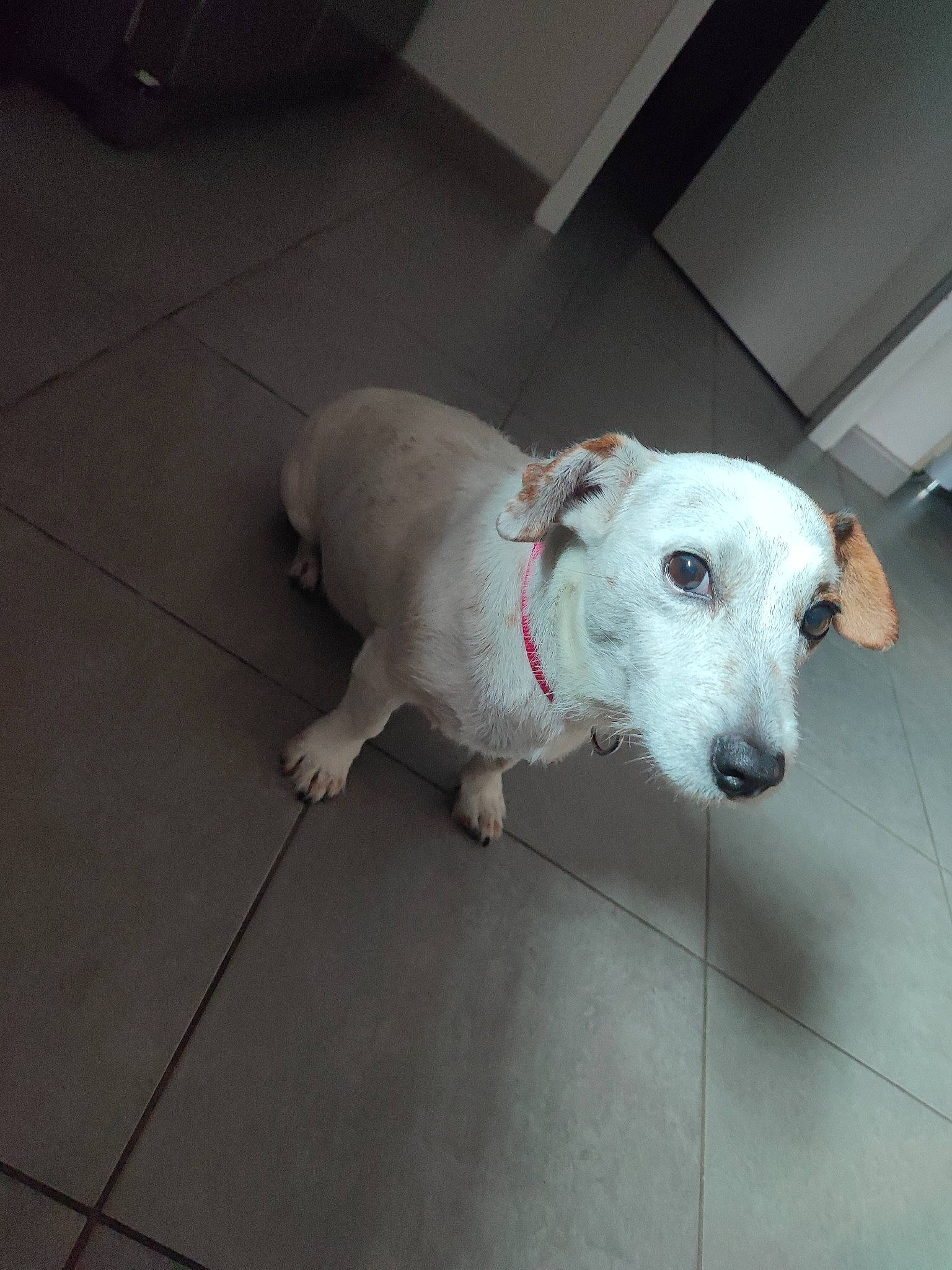 Leia a rejoint le concours — aidez-le/la à gagner de superbes lots ! carnivore, collar, companion_dog, concrete, dog, dog_breed, dog_supply, floor, flooring, hardwood, metal, non_sporting_group, snout, tail, terrestrial_animal, whiskers, working_animal