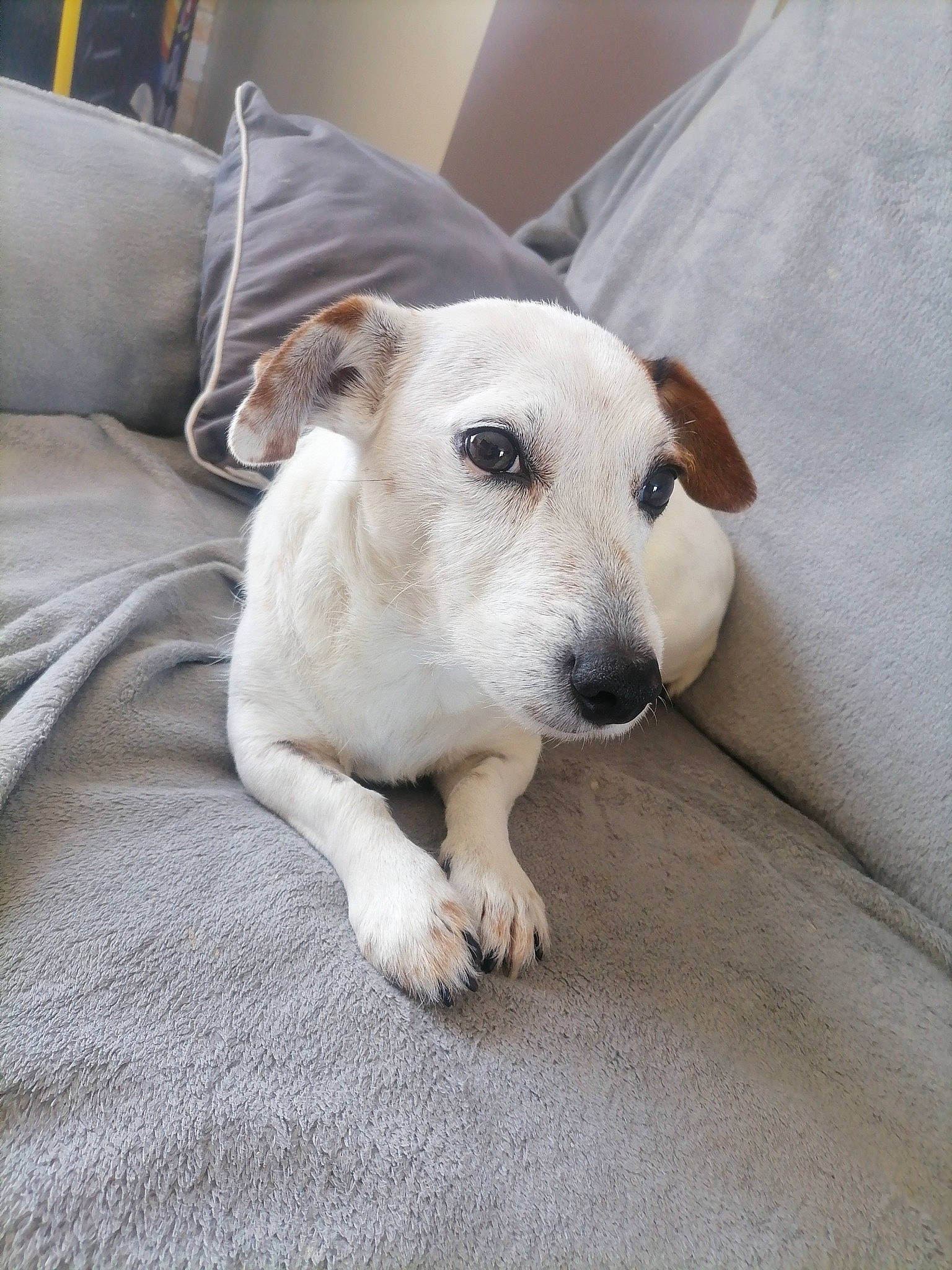 Leia participe au concours pour gagner de l'argent avec cette photo : canidae, carnivore, collar, comfort, companion_dog, couch, dog, dog_breed, fawn, flooring, fur, grey, non_sporting_group, snout, sporting_group, terrestrial_animal, whiskers, working_animal