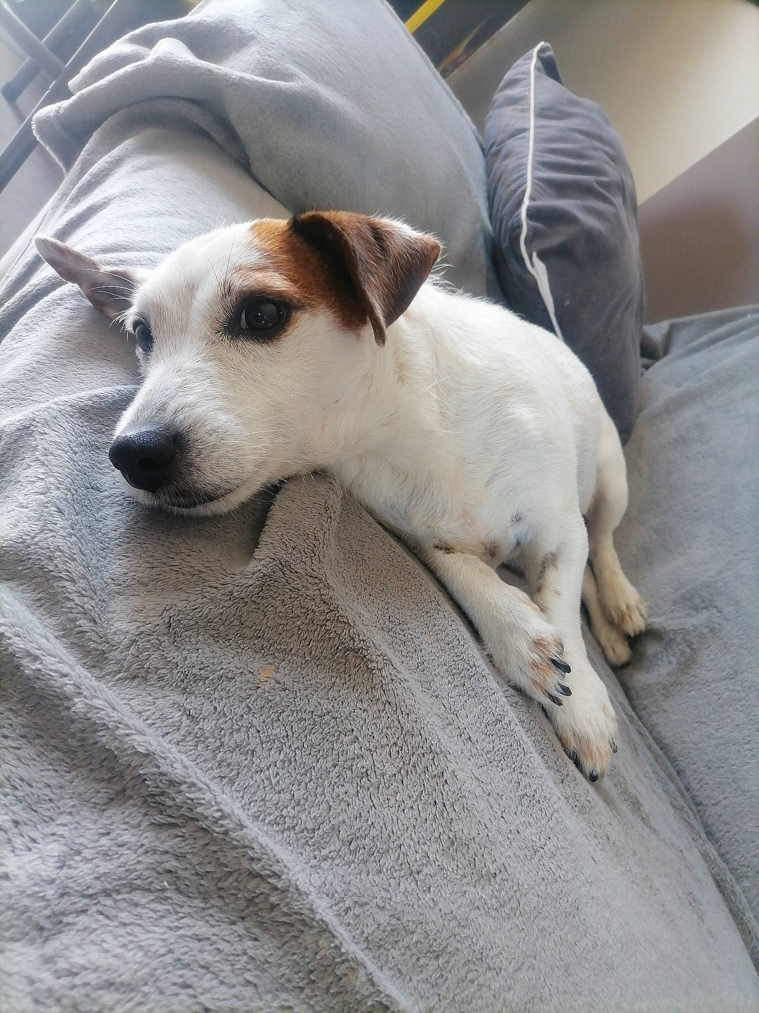 Leia a rejoint le concours — aidez-le/la à gagner de superbes lots ! canidae, carnivore, collar, comfort, companion_dog, couch, dog, dog_breed, fawn, flooring, fur, non_sporting_group, puppy, sighthound, snout, sporting_group, terrestrial_animal, whiskers, wood, working_animal