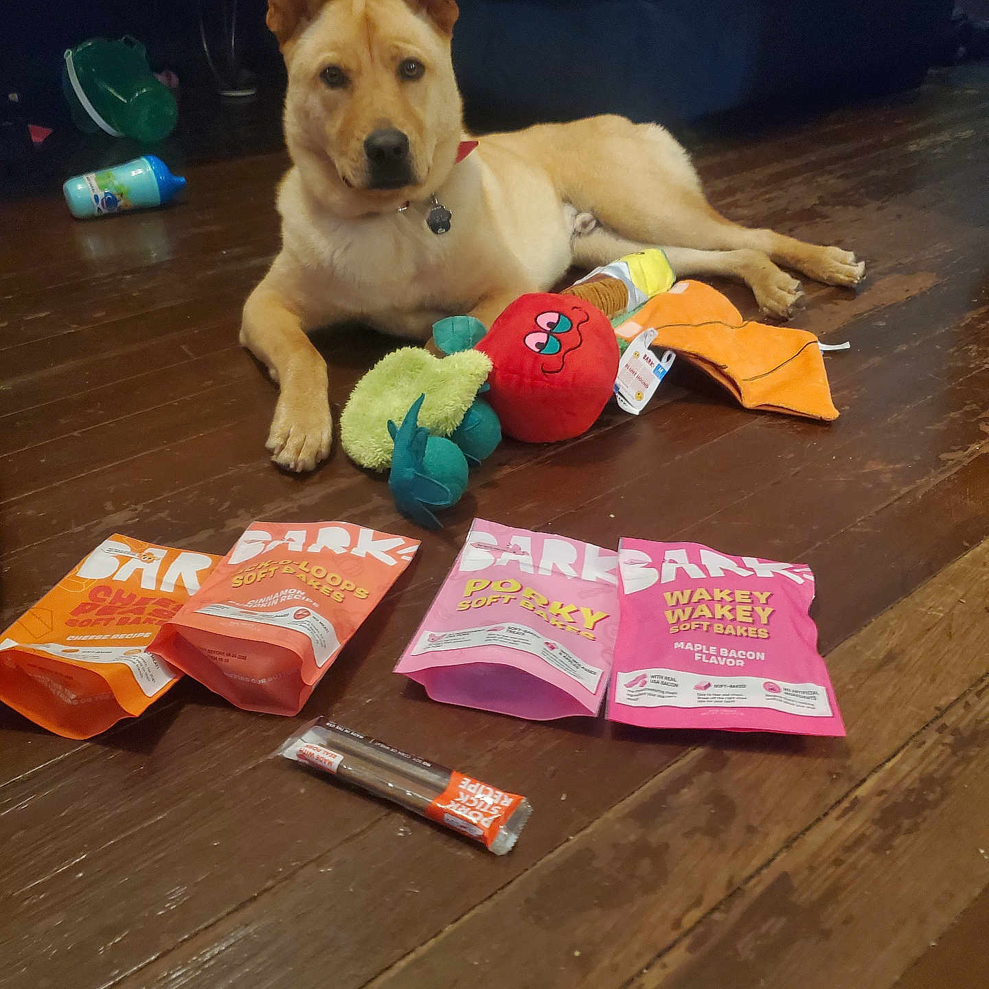 Gucci is registered to the contest to win money with this photo: animal, candy, canine, couch, cream, cup, dessert, dog, food, furniture, hardwood, hound, husky, person, pet, plywood, puppy, sphere, sweets, wood