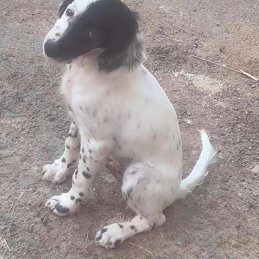 Scarface a rejoint le concours — aidez-le/la à gagner de superbes lots ! puppy, dog, black_and_white, spotted, sitting, head_tilt, outdoor, dirt, cute, young_dog, animal, pet, fur, playful, looking_up, adorable, canine, small_dog, ears, tail