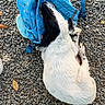 dog, sleeping, backpack, blue, rocks, outdoor, resting, white, black, fur, head, animal, nature, leaves, quiet, peaceful, ground, pattern, colorful, comfort