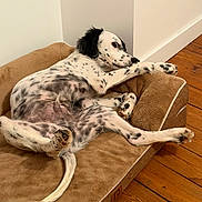 Scarface a rejoint le concours — aidez-le/la à gagner de superbes lots ! animal, brown, canine, companion, corner, cozy, dog, domestic, fur, indoor, laying_down, paw, pet_bed, plush, relaxed, resting, spotted_dog, stretching, white_wall, wooden_floor