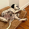 animal, brown, canine, companion, corner, cozy, dog, domestic, fur, indoor, laying_down, paw, pet_bed, plush, relaxed, resting, spotted_dog, stretching, white_wall, wooden_floor