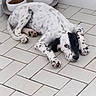 Scarface participe au concours pour gagner de l'argent avec cette photo : adorable, animal, black_and_white, companionship, cute, dog, domestic_animal, floor, food_bowl, indoor, looking_up, lying_down, pet, puppy, relaxed, resting, spotted, tile_floor, water_bowl, young_dog