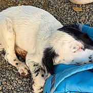Scarface participe au concours pour gagner de l'argent avec cette photo : puppy, dog, sleeping, black_and_white, fur, blue_jacket, gravel, outdoor, resting, cute, animal, pet, paw, closed_eyes, curled_up, young_dog, relaxation, soft, calm, nature