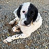 Scarface a rejoint le concours — aidez-le/la à gagner de superbes lots ! puppy, dog, black_and_white, lying_down, gravel, outdoor, pet, young_dog, looking_up, ears, fur, cute, animal, spot, paw, nose, eyes, legs, ground, feet
