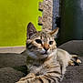 cat, tabby, pet, animal, feline, indoor, relaxed, lying_down, fur, whiskers, ears, paws, blanket, green_wall, stone_wall, curious, closeup, domestic_cat, cute, resting